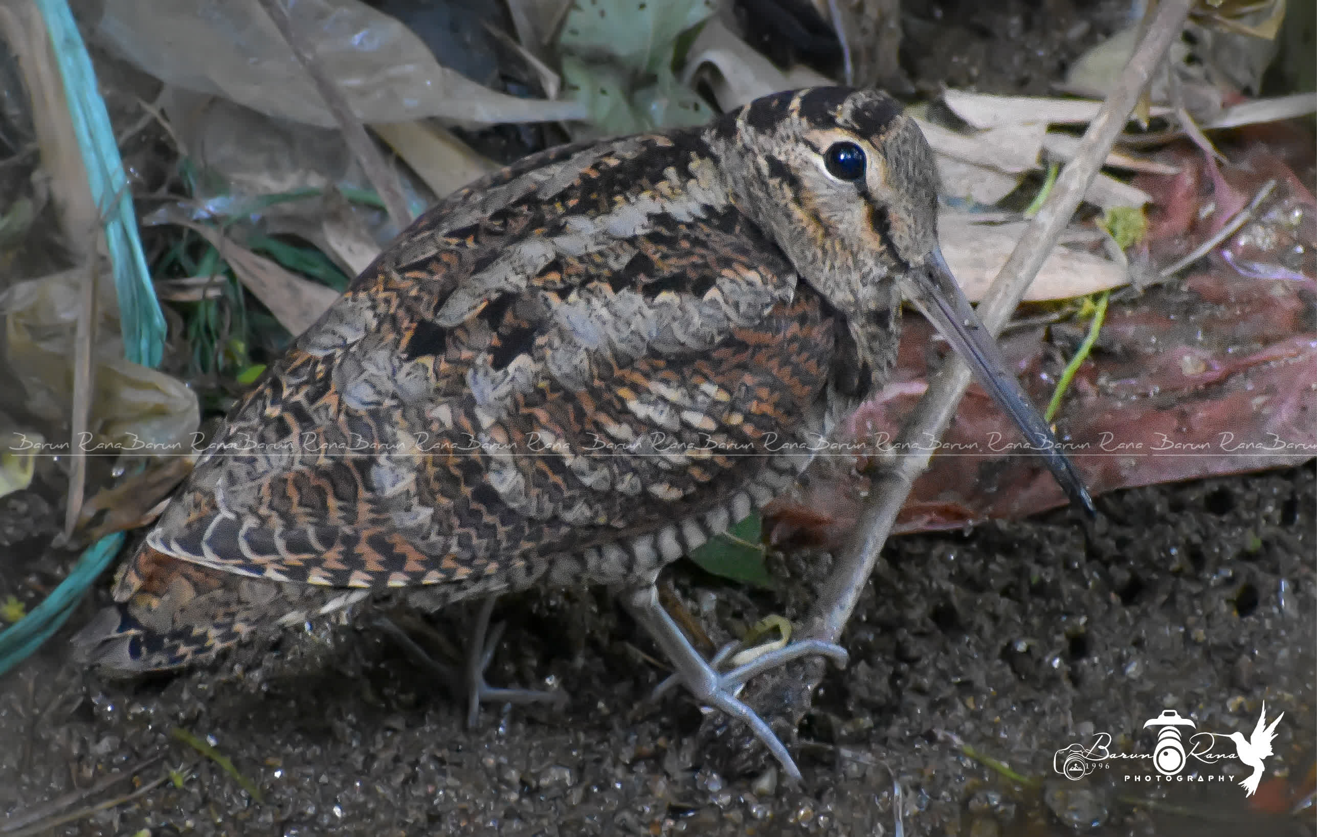 Eurasian Woodcock